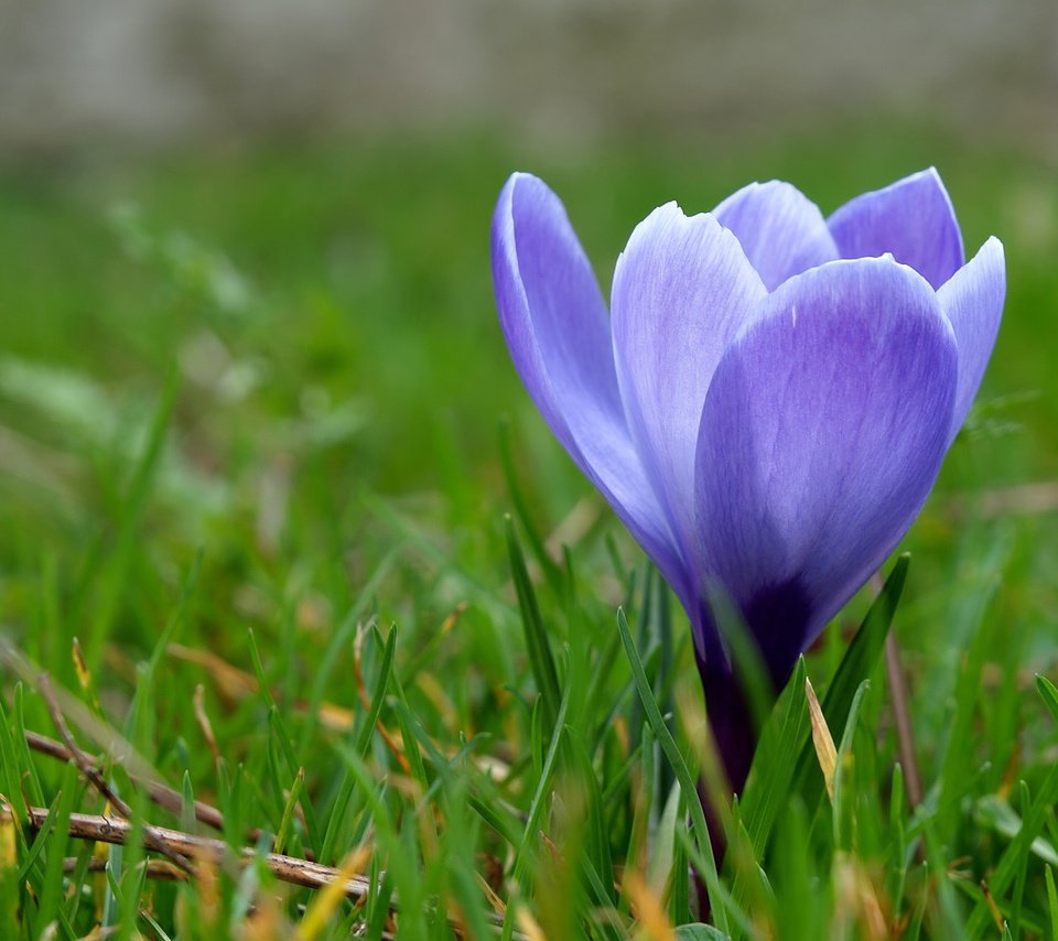 Обои трава, макро, синий, цветок, весна, первоцвет, крокус, grass, macro, blue, flower, spring, primrose, krokus разрешение 1920x1200 Загрузить