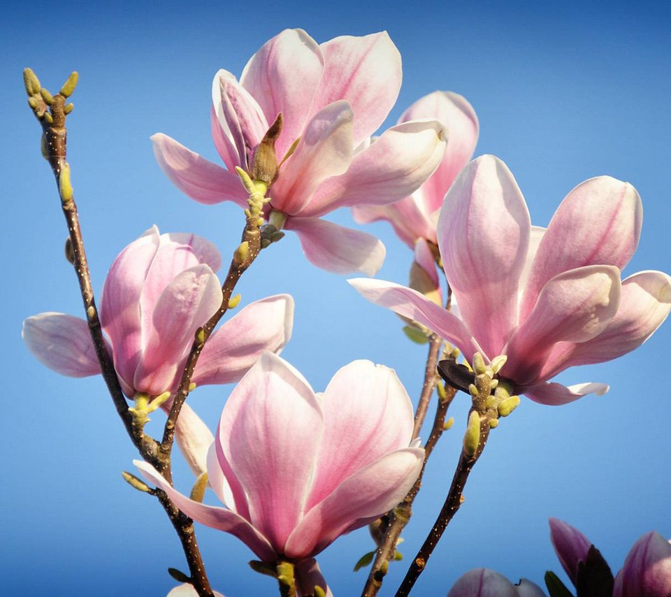 Обои цветы, цветение, весна, магнолия, flowers, flowering, spring, magnolia разрешение 1920x1080 Загрузить