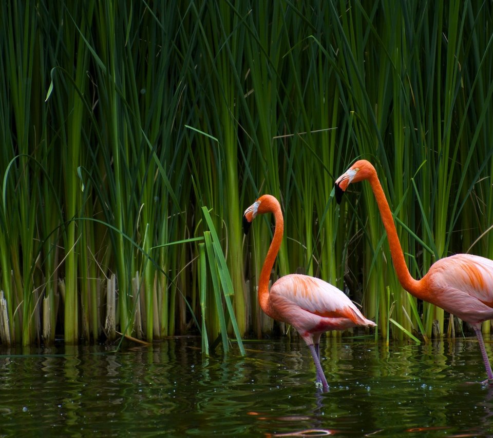 Обои озеро, фламинго, птицы, калифорния, тростник, sacramento zoo, lake, flamingo, birds, ca, cane разрешение 2560x1600 Загрузить