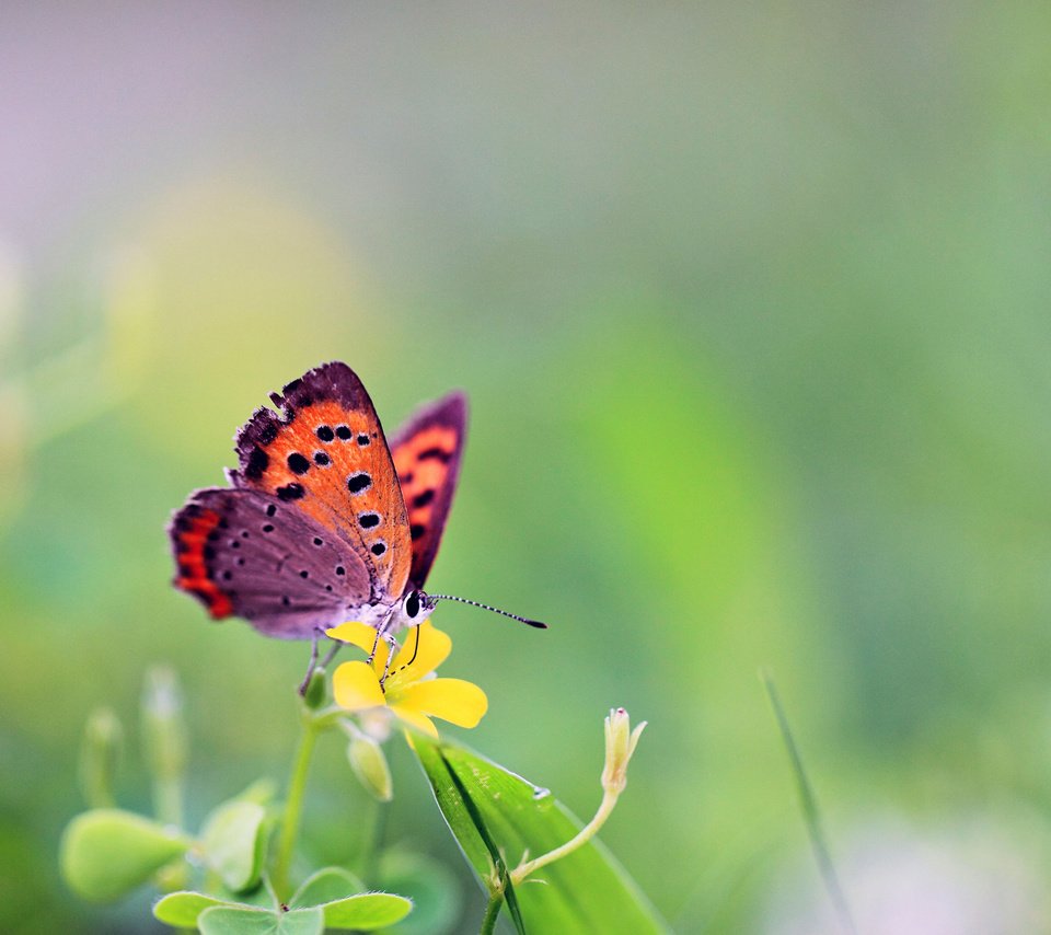 Обои бабочка, butterfly разрешение 1920x1200 Загрузить