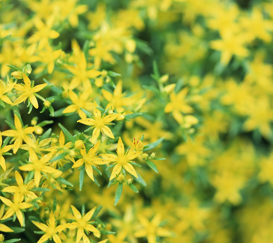 Обои желтые, цветочки, зверобой, yellow, flowers, st. john's wort разрешение 2560x1920 Загрузить