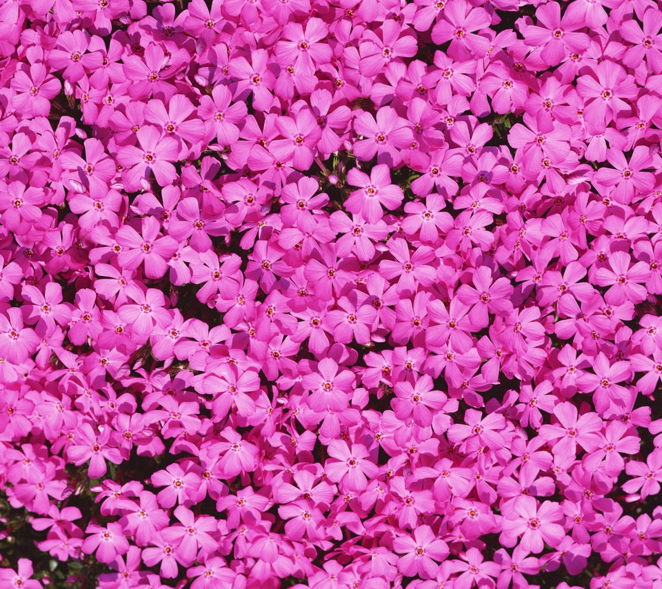 Обои цветы, лепестки, розовые, флоксы, flowers, petals, pink, phlox разрешение 2560x1920 Загрузить