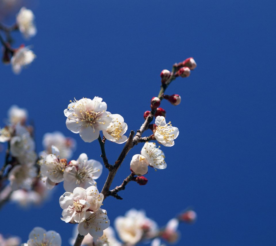 Обои небо, цветение, ветки, весна, the sky, flowering, branches, spring разрешение 2560x1920 Загрузить