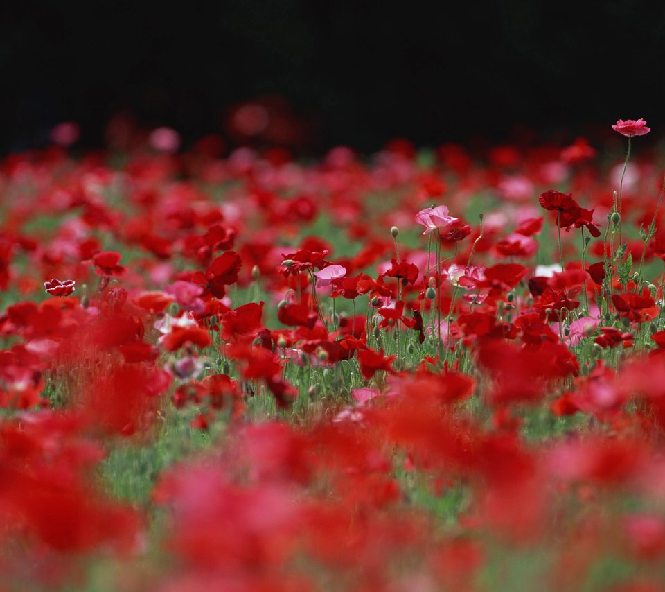 Обои цветы, бутоны, поле, лепестки, красные, маки, розовые, flowers, buds, field, petals, red, maki, pink разрешение 2560x1920 Загрузить