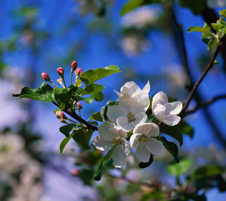 Обои цветы, ветка, природа, цветение, размытость, весна, яблоня, flowers, branch, nature, flowering, blur, spring, apple разрешение 2560x1920 Загрузить