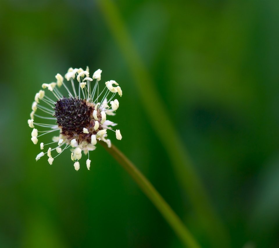 Обои природа, цветок, размытость, стебель, подорожник, nature, flower, blur, stem, plantain разрешение 2560x1600 Загрузить