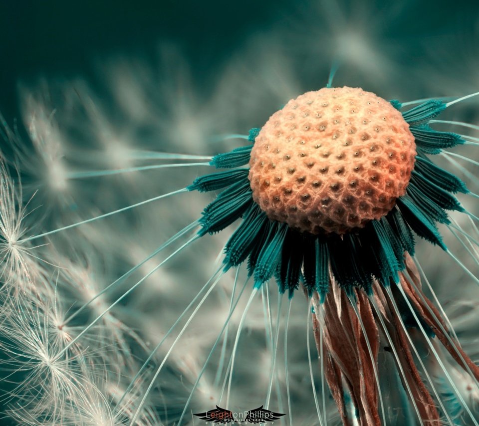 Обои макро, цветок, одуванчик, macro, flower, dandelion разрешение 1920x1200 Загрузить