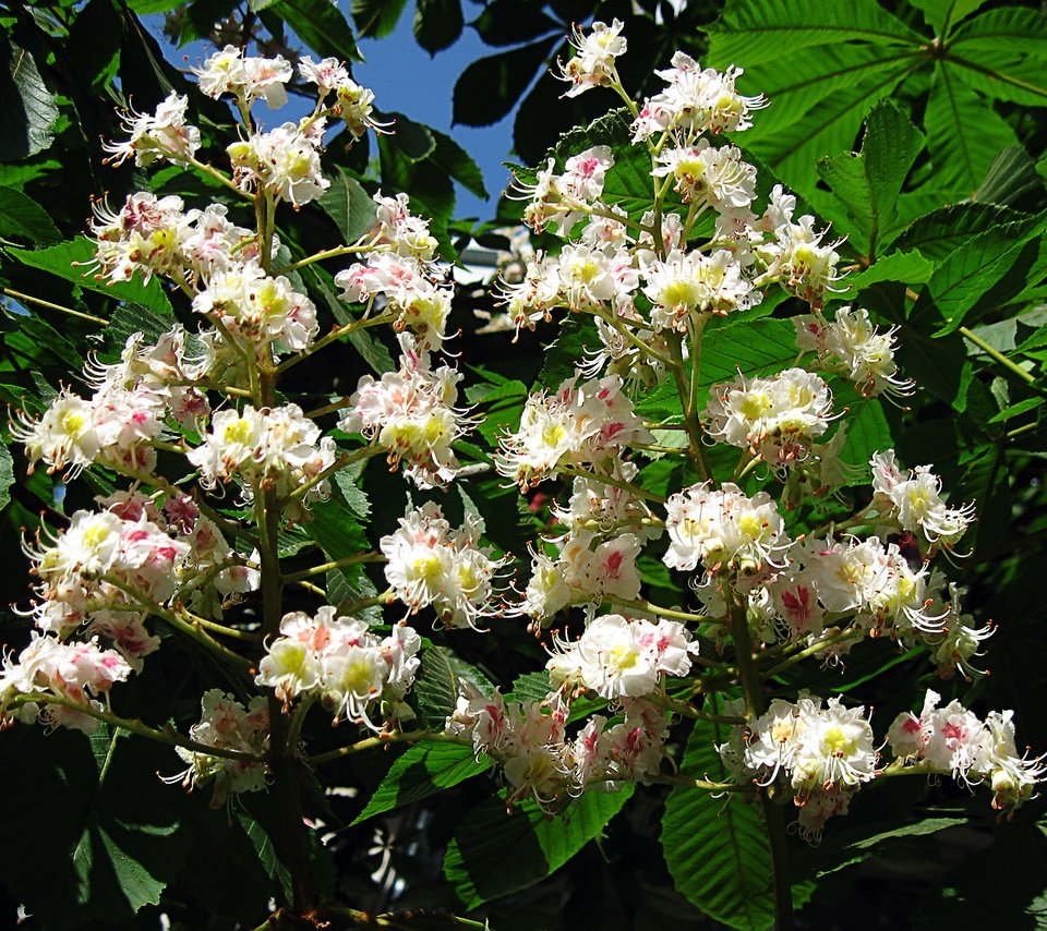 Обои цветы, цветение, листья, ветки, каштан, зеленый листья, flowers, flowering, leaves, branches, chestnut разрешение 1920x1200 Загрузить