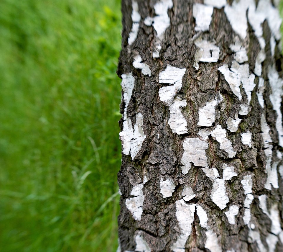 Обои трава, зелень, береза, grass, greens, birch разрешение 1920x1080 Загрузить