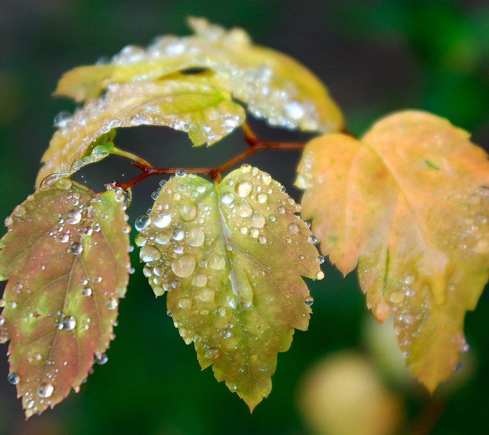 Обои листья, капли, размытость, leaves, drops, blur разрешение 1920x1080 Загрузить