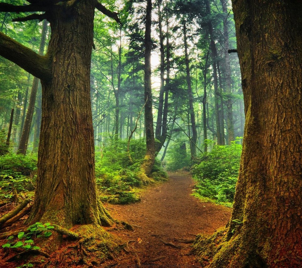 Обои деревья, природа, лес, пейзаж, туман, стволы, тропинка, trees, nature, forest, landscape, fog, trunks, path разрешение 1920x1200 Загрузить