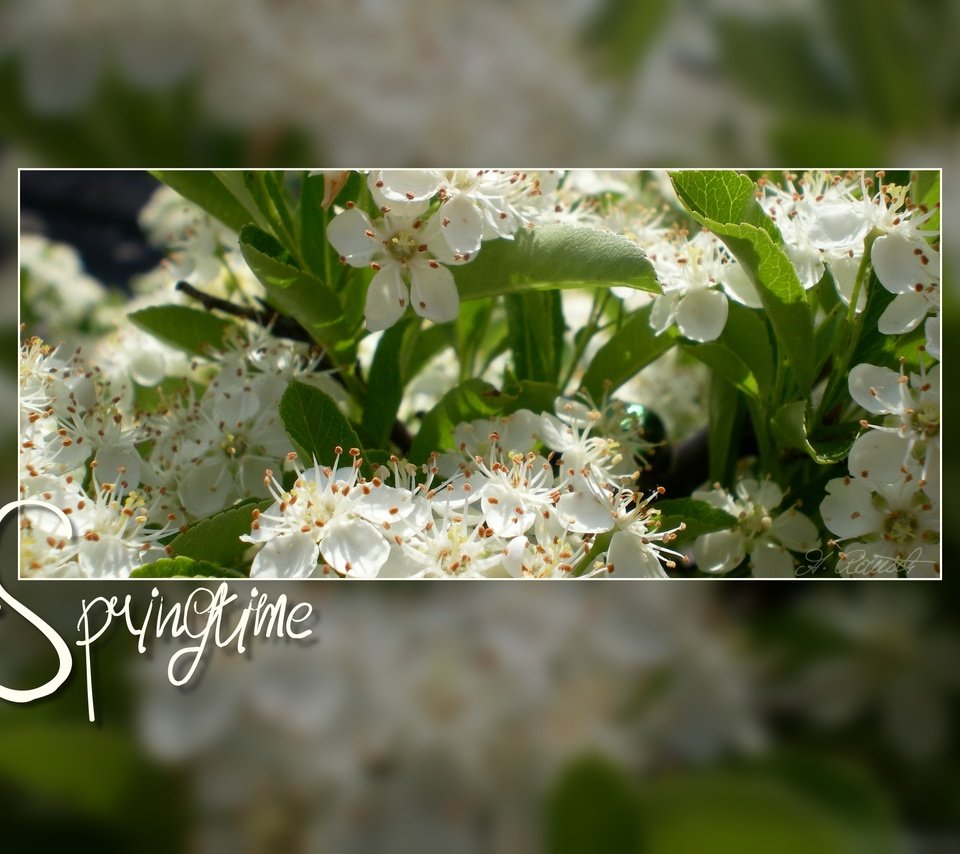 Обои цветение, весна, белые цветы, flowering, spring, white flowers разрешение 2560x1600 Загрузить