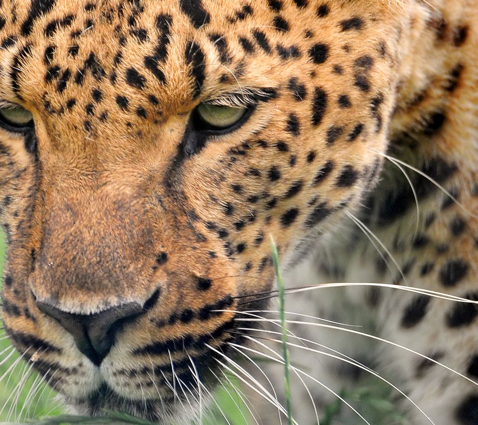 Обои морда, леопард, хищник, большая кошка, дикая кошка, face, leopard, predator, big cat, wild cat разрешение 1920x1200 Загрузить