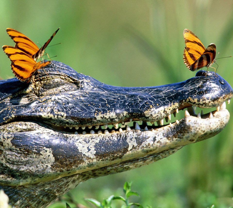 Обои зубы, бабочки, крокодил, пасть, teeth, butterfly, crocodile, mouth разрешение 1920x1080 Загрузить