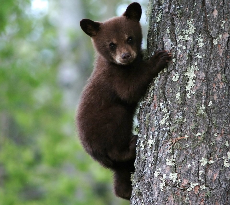 Обои мишка, на дереве, бурый, медвеженок, bear, on the tree, brown разрешение 1920x1080 Загрузить