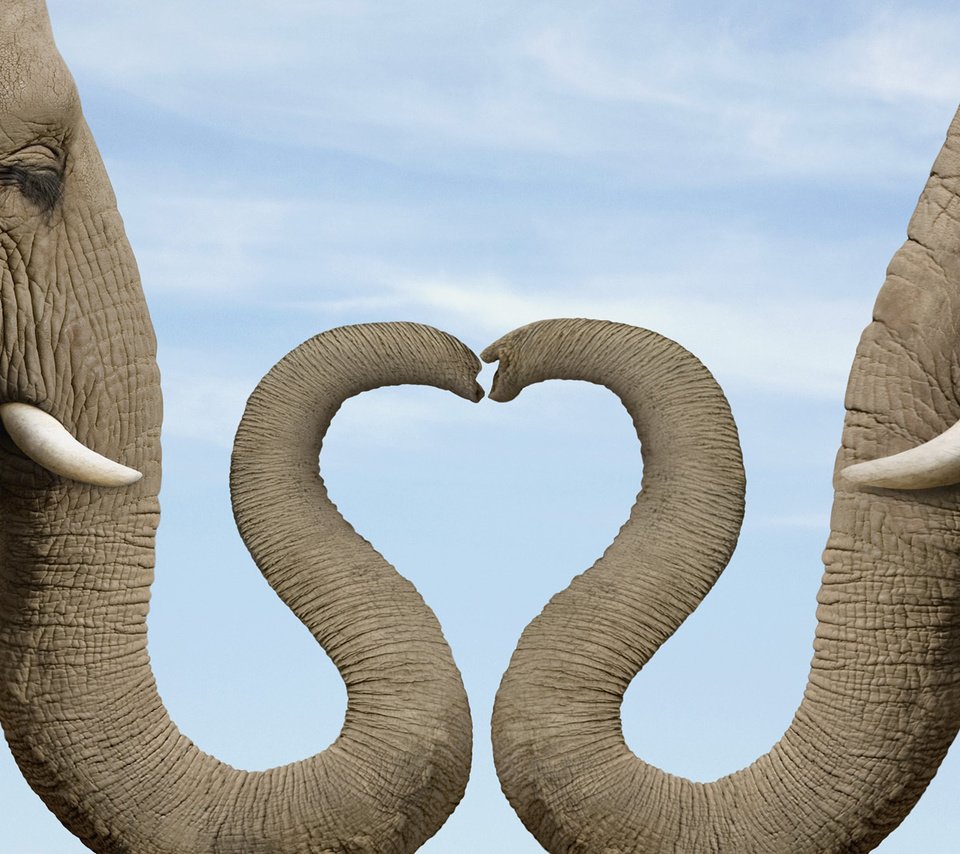 Обои слон, сердце, хобот, слониха, elephant, heart, trunk, the elephant разрешение 1920x1080 Загрузить