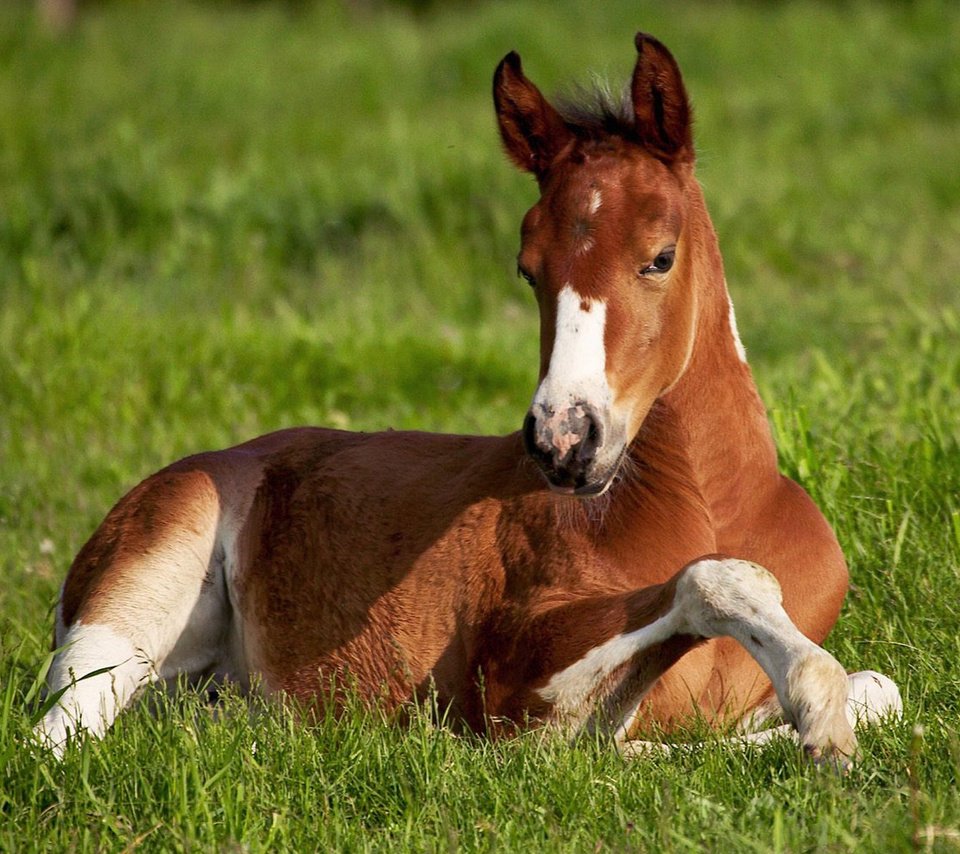 Обои лошадь, трава, фон, поле, зеленая, конь, жиребёнок, horse, grass, background, field, green, zherebenok разрешение 1920x1200 Загрузить