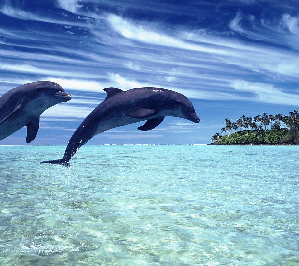 Обои небо, природа, пейзаж, море, дельфины, the sky, nature, landscape, sea, dolphins разрешение 1920x1080 Загрузить