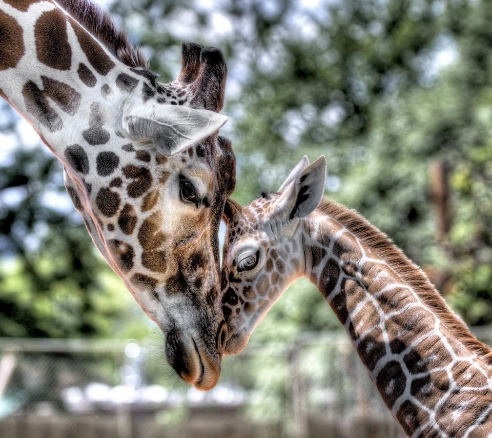 Обои нежность, мама, малыш, жираф, детеныш, tenderness, mom, baby, giraffe, cub разрешение 1920x1200 Загрузить