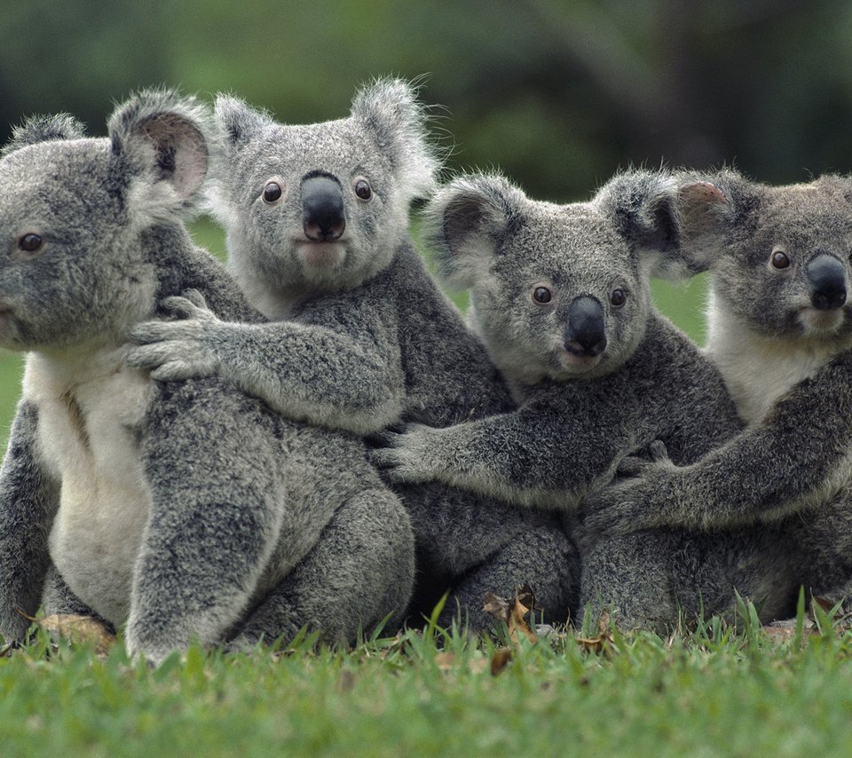 Обои трава, природа, животные, коала, сумчатые медведи, животно е, grass, nature, animals, koala, marsupials bears разрешение 1920x1080 Загрузить