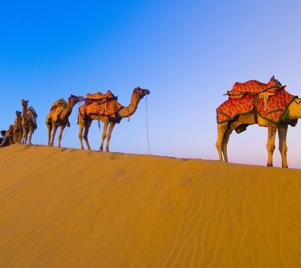 Обои пустыня, караван, верблюды, desert, caravan, camels разрешение 1920x1080 Загрузить