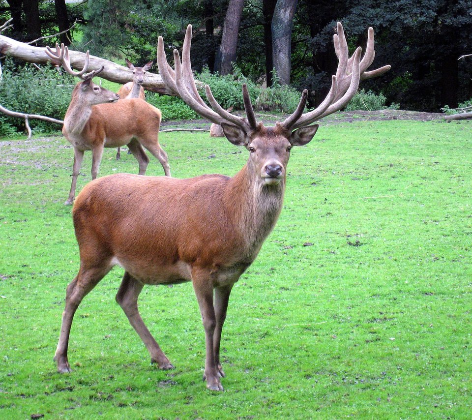 Обои трава, природа, олень, рога, олени, благородный олень, grass, nature, deer, horns, red deer разрешение 1920x1440 Загрузить