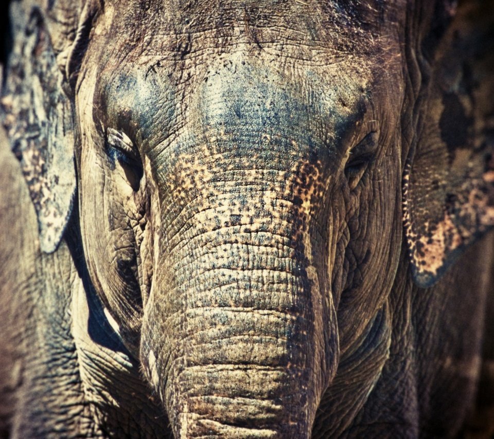 Обои морда, слон, черный фон, уши, face, elephant, black background, ears разрешение 2048x1280 Загрузить