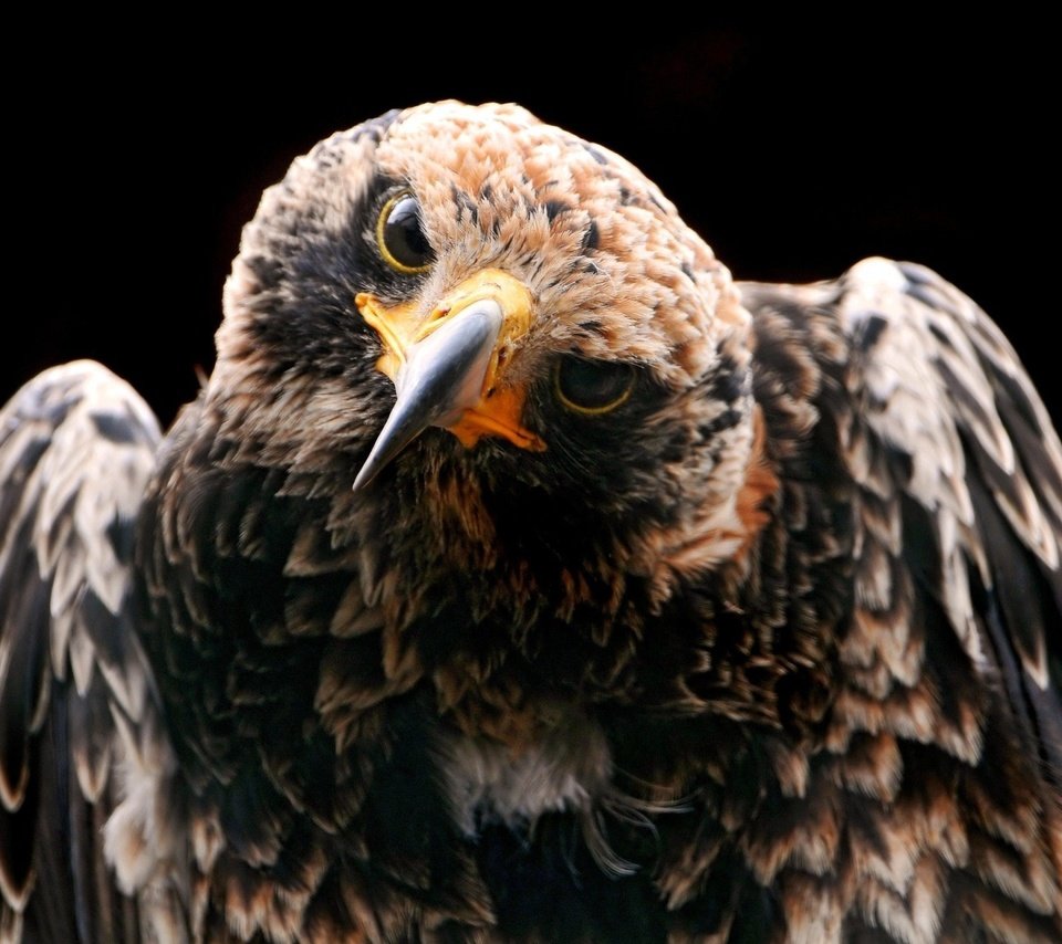 Обои птица, клюв, черный фон, перья, ястреб, хищная птица, bird, beak, black background, feathers, hawk, bird of prey разрешение 2048x1280 Загрузить