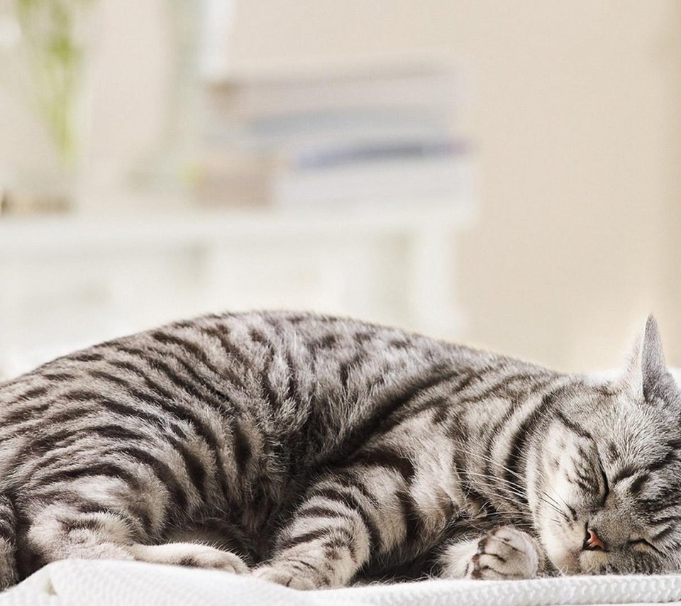 Обои кот, мордочка, кошка, сон, полосатый, cat, muzzle, sleep, striped разрешение 1920x1080 Загрузить