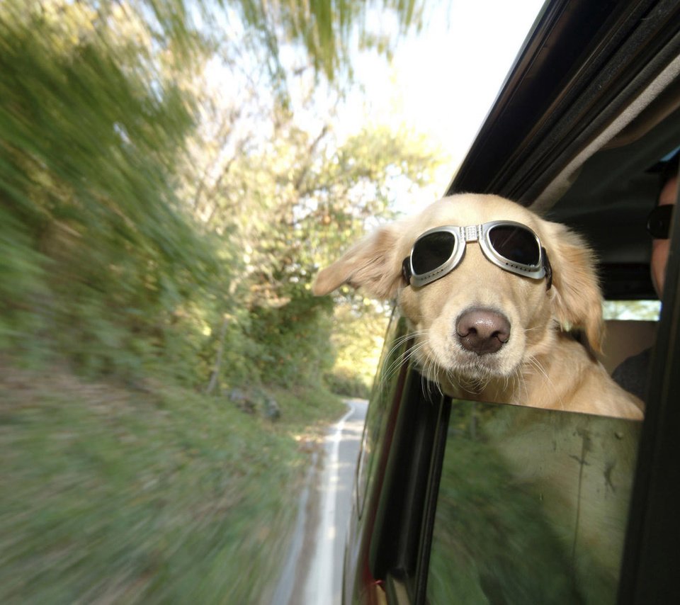 Обои очки, собака, скорость, автомобиль, glasses, dog, speed, car разрешение 1920x1200 Загрузить