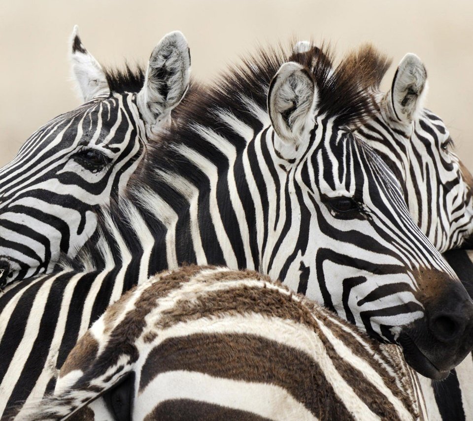 Обои зебра, животные, африка, зебры, zebra, animals, africa разрешение 1920x1200 Загрузить