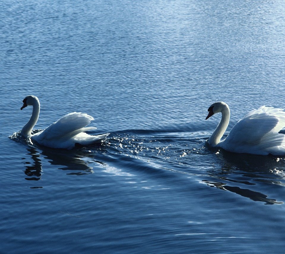 Обои вода, птицы, пара, белые, лебеди, рябь, water, birds, pair, white, swans, ruffle разрешение 1920x1200 Загрузить