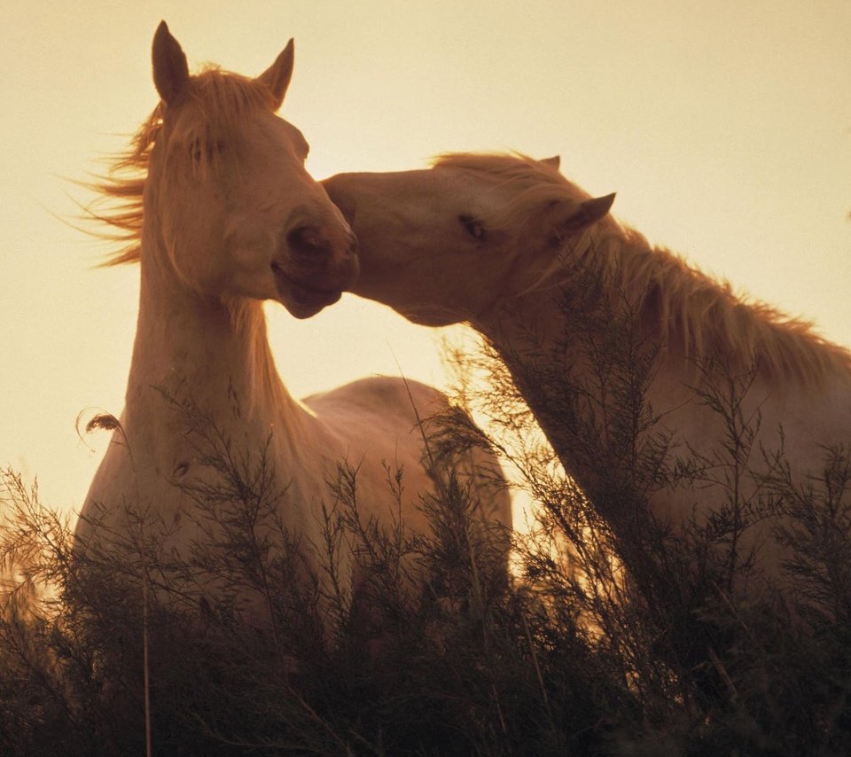 Обои свет, трава, лошади, кони, light, grass, horse, horses разрешение 1920x1200 Загрузить