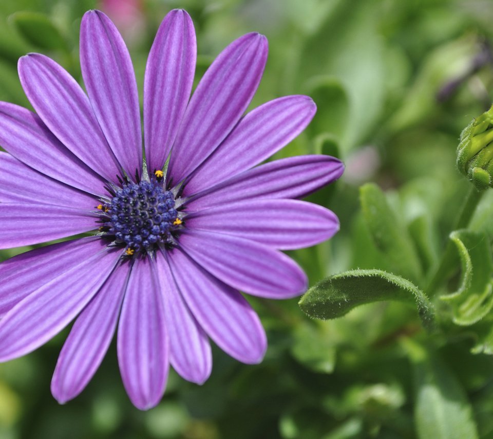 Обои цветок, лепестки, остеоспермум, африканская ромашка, flower, petals, osteospermum, african daisy разрешение 1920x1200 Загрузить