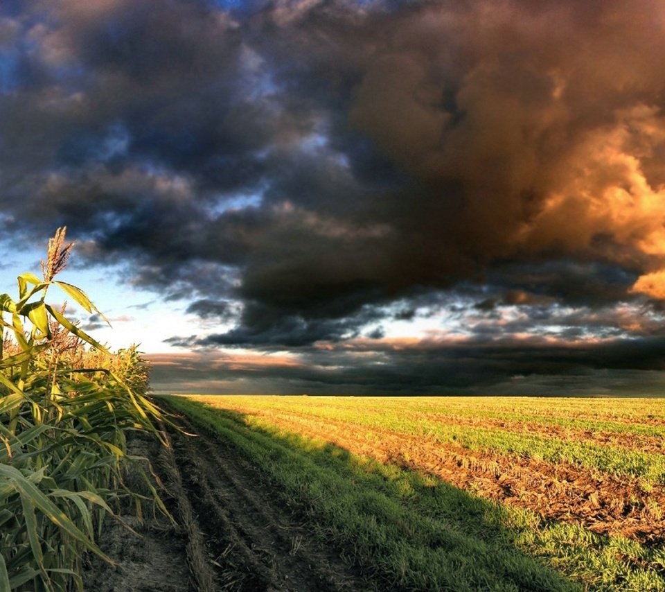 Обои небо, облака, природа, поле, кукуруза, the sky, clouds, nature, field, corn разрешение 1920x1080 Загрузить