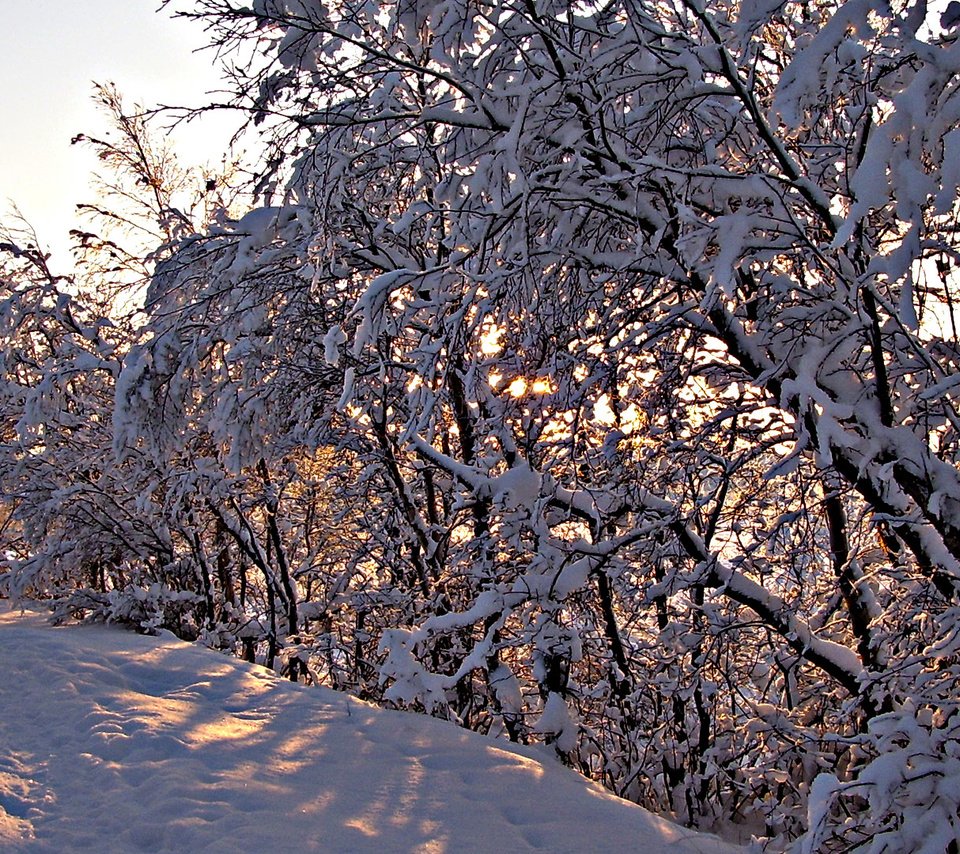 Обои деревья, снег, зима, ветки, trees, snow, winter, branches разрешение 1920x1080 Загрузить