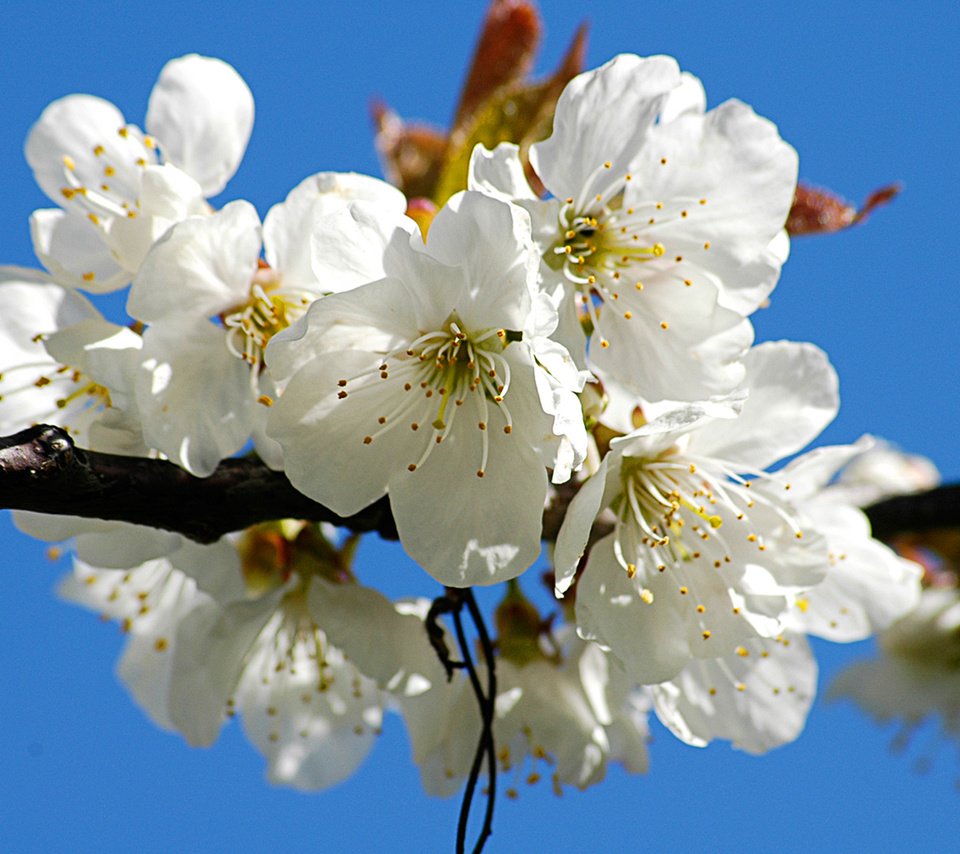 Обои цветы, ветка, цветение, цветок, лепестки, весна, вишня, flowers, branch, flowering, flower, petals, spring, cherry разрешение 1920x1200 Загрузить