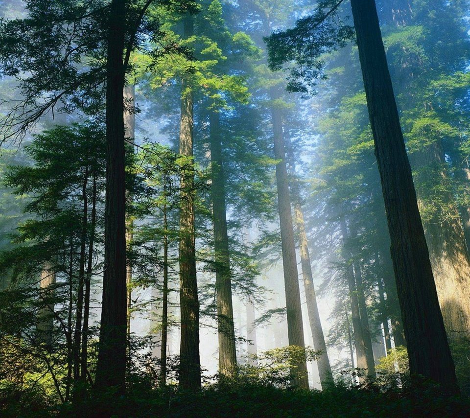 Обои деревья, природа, лес, утро, туман, стволы, trees, nature, forest, morning, fog, trunks разрешение 1920x1080 Загрузить