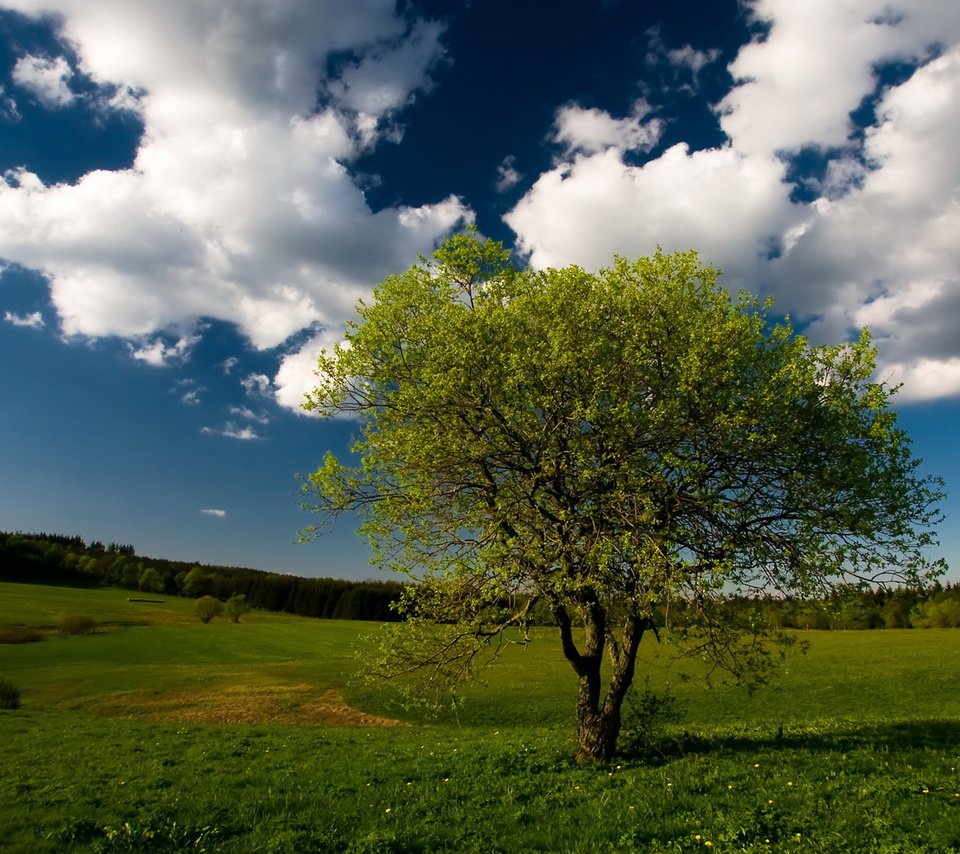 Обои небо, облака, дерево, пейзаж, поле, the sky, clouds, tree, landscape, field разрешение 1920x1080 Загрузить