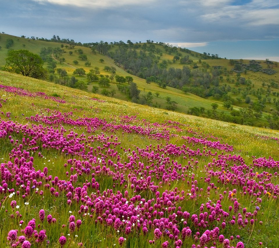 Обои холмы, простор, фиолетовый луг, hills, space, violet meadow разрешение 1920x1080 Загрузить