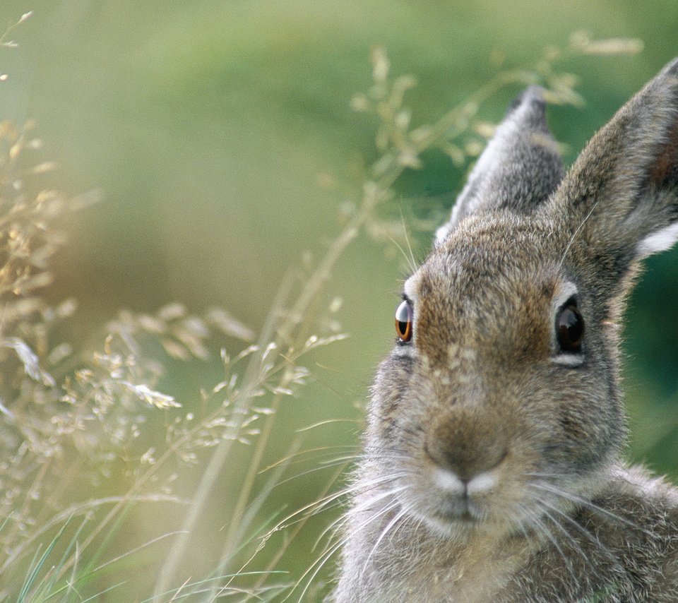 Обои заяц, hare разрешение 1920x1080 Загрузить