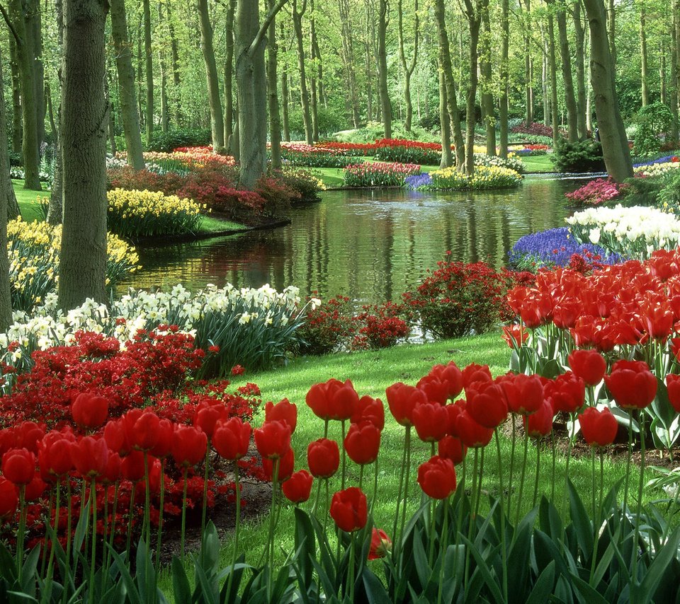 Обои водоем, тюльпаны, нидерланды, keukenhof gardens, сад кейкенхоф, pond, tulips, netherlands, garden keukenhof разрешение 1920x1080 Загрузить