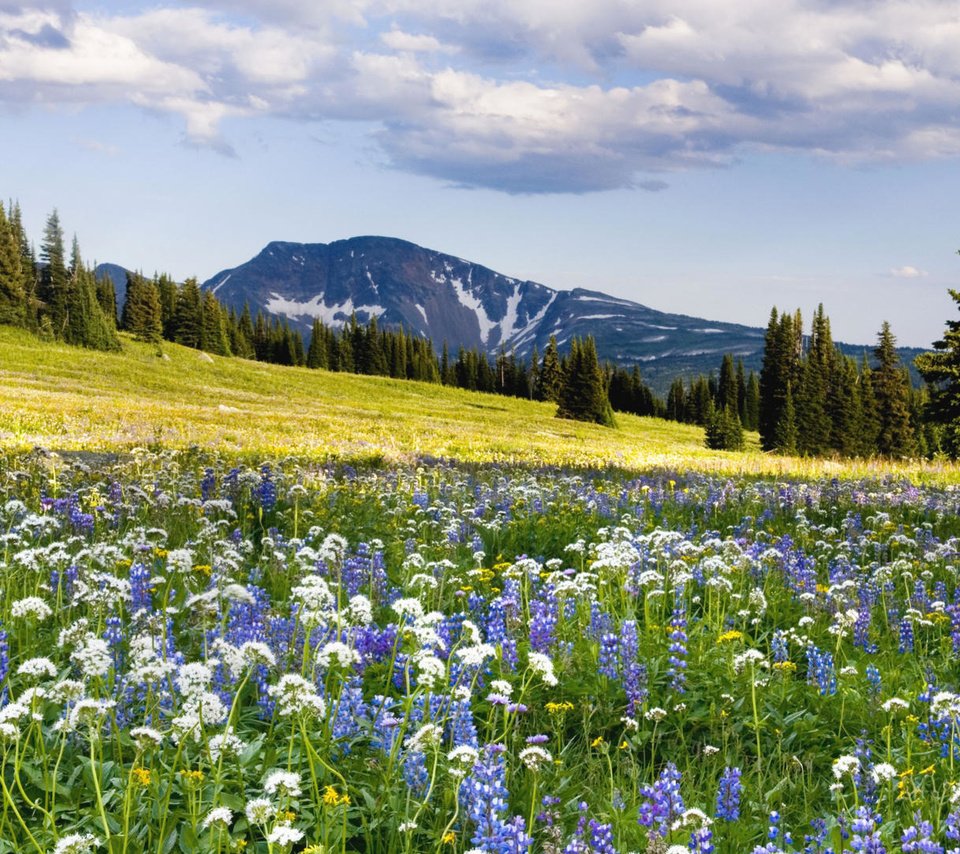 Обои цветы, горы, склон, луг, flowers, mountains, slope, meadow разрешение 1920x1080 Загрузить