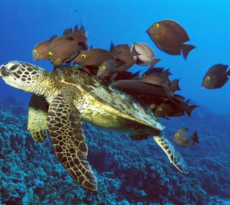 Обои черепаха, рыбы, подводный мир, turtle, fish, underwater world разрешение 1920x1080 Загрузить