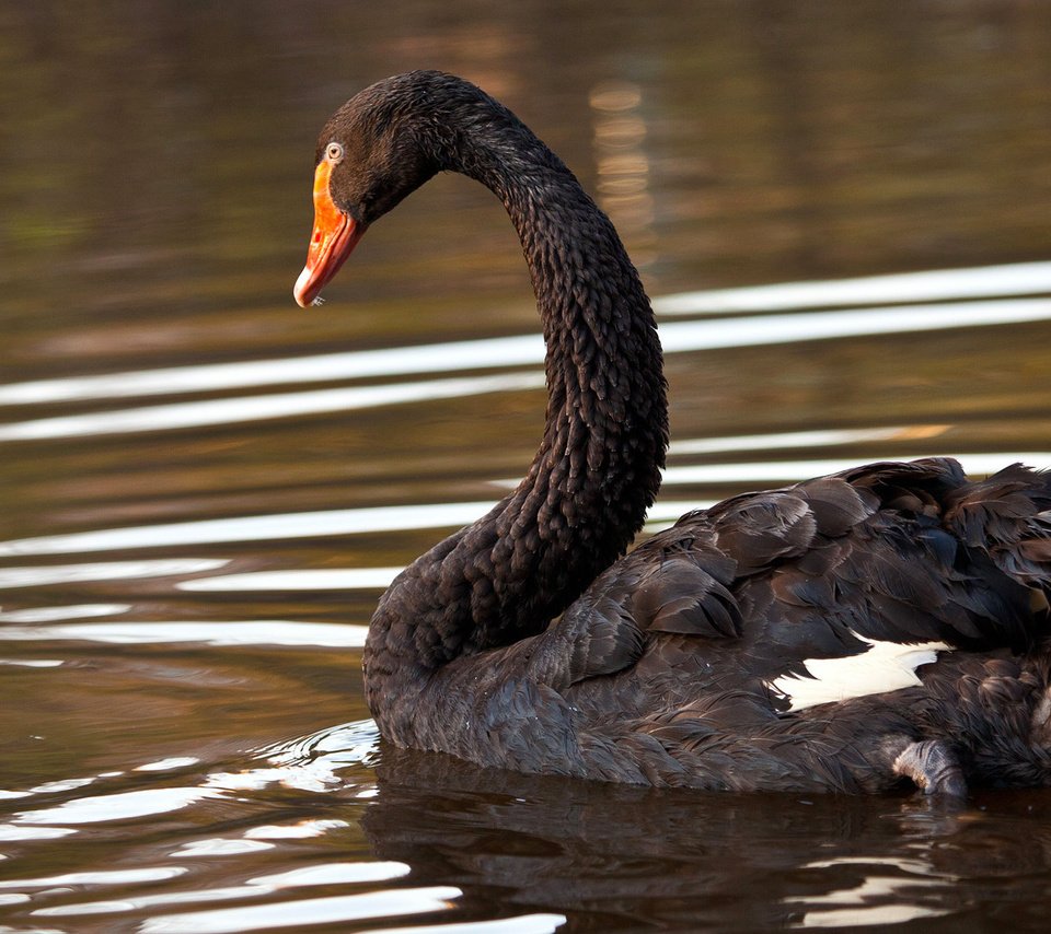 Обои озеро, птица, лебедь, черный лебедь, lake, bird, swan, black swan разрешение 1920x1080 Загрузить