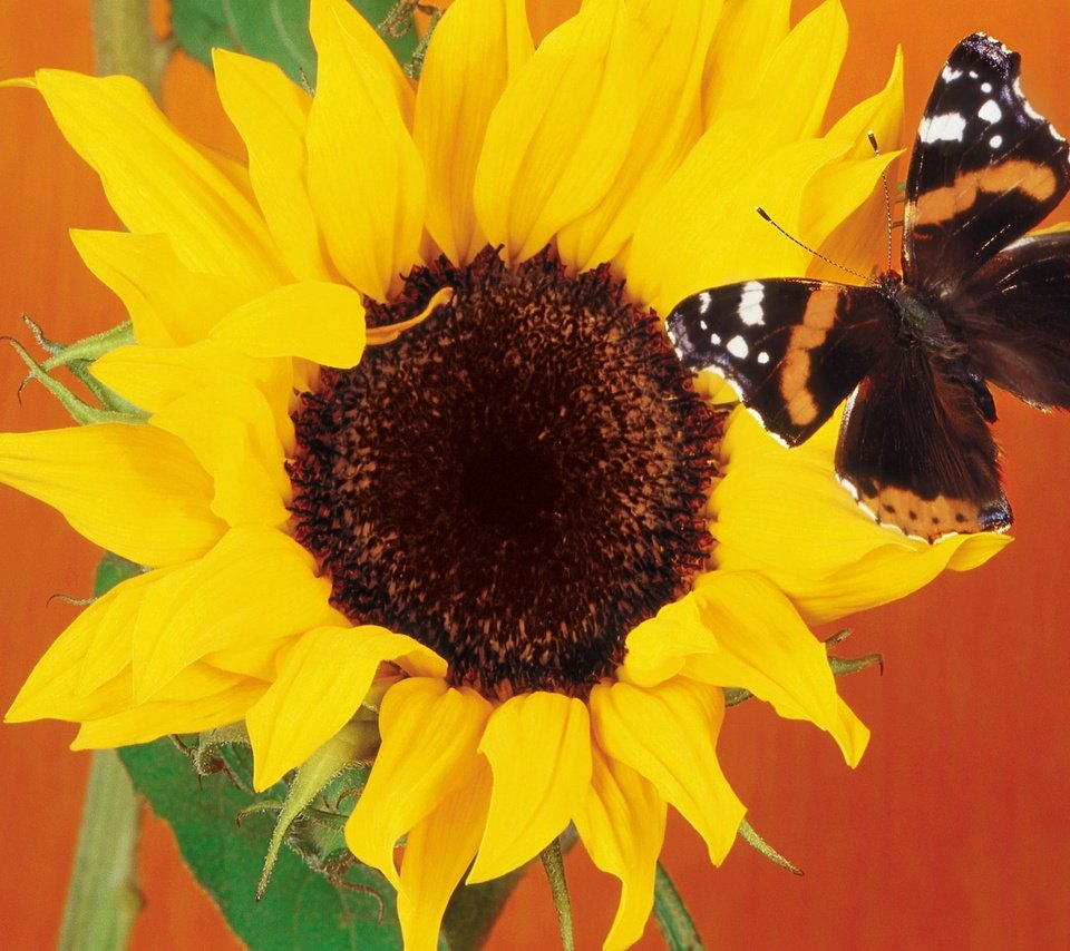 Обои бабочка, подсолнух, butterfly, sunflower разрешение 1920x1440 Загрузить