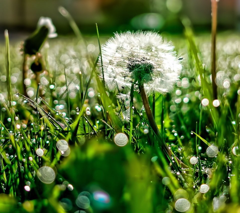 Обои свет, трава, роса, блики, поляна, одуванчик, light, grass, rosa, glare, glade, dandelion разрешение 1920x1080 Загрузить