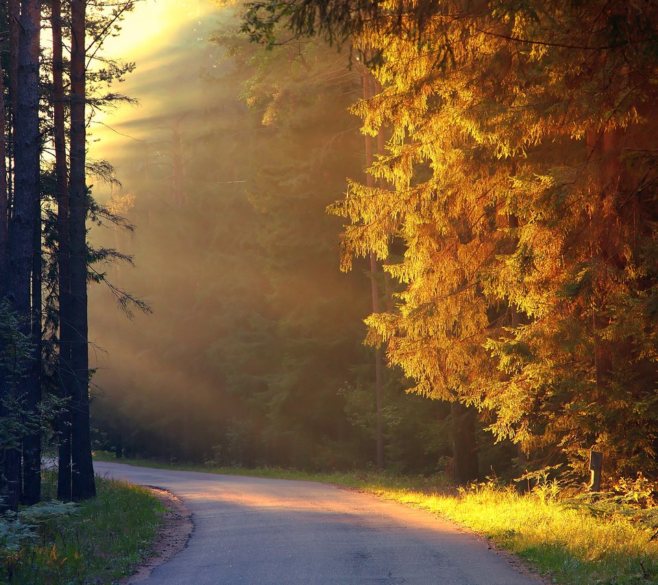 Обои дорога, деревья, лес, осень, солнечные лучи, road, trees, forest, autumn, the sun's rays разрешение 2560x1600 Загрузить