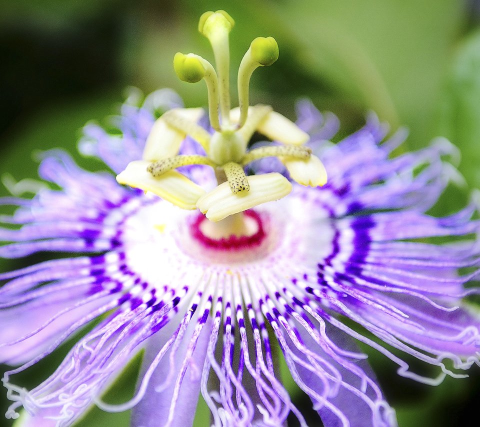 Обои макро, цветок, размытость, пассифлора, macro, flower, blur, passionflower разрешение 1920x1200 Загрузить