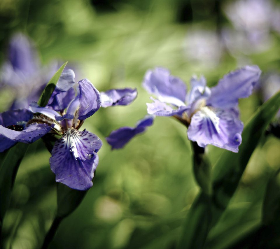 Обои цветы, лепестки, синие, ирисы, ирис, flowers, petals, blue, irises, iris разрешение 1920x1200 Загрузить